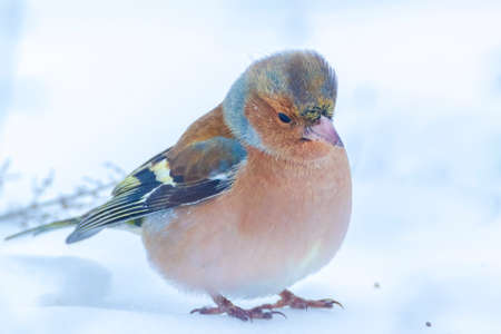 Closeup of a male chaffinch, Fringilla coelebs, foraging in snow, beautiful cold Winter settingの写真素材