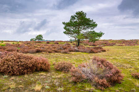 Sunset at the national park the Hoge Veluwe in the Netherlands during summer.の写真素材