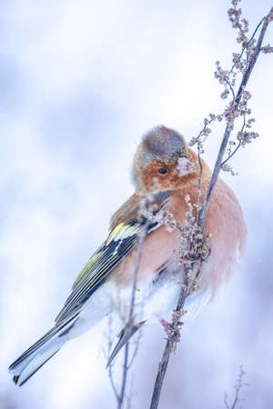 Closeup of a male chaffinch, Fringilla coelebs, foraging in snow, beautiful cold Winter settingの写真素材