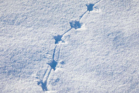 Animal footprints in snow, cold winter hunting concept.の写真素材