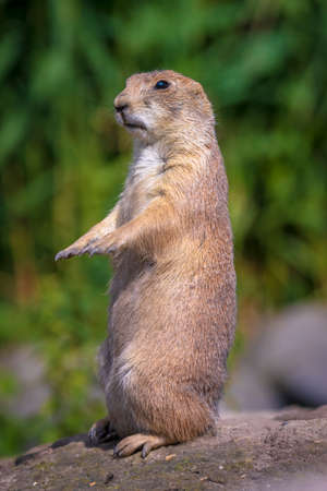 Close up of a black-tailed prairie dog Cynomys ludovicianus eating vegtables and plants. This rodent...