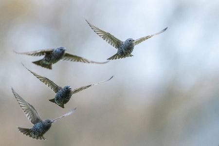 A flock of common starling birds Sturnus vulgaris migration in flight above a meadowの写真素材