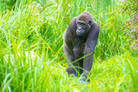 Closeup of a Gorilla walking through high grass in a meadowの写真素材