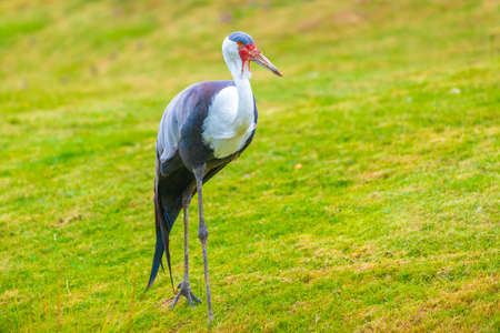 Closeup of a Wattled crane, grus carunculata, bird foraging in a green meadowの写真素材