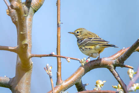 Meadow pipit, anthus pratensis, bird perched in a tree