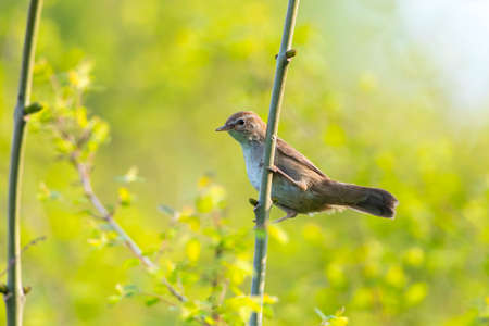 Closeup of a Cetti's warbler, cettia cetti, bird singing and perched in a green forest during...