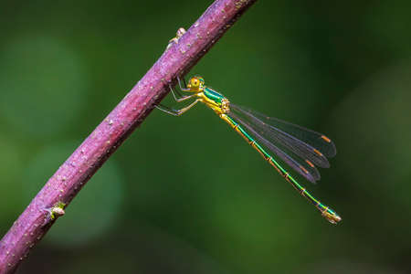 Small emerald spreadwing damselfly, Lestes virens, resting