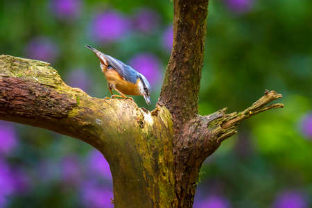 Closeup of a Eurasian nuthatch or wood nuthatch bird Sitta europaea perched on a branch, foraging in a forest. Selective focus is usedの写真素材