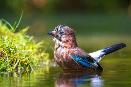 Closeup of a wet Eurasian jay bird Garrulus glandarius washing, preening and cleaning in water....