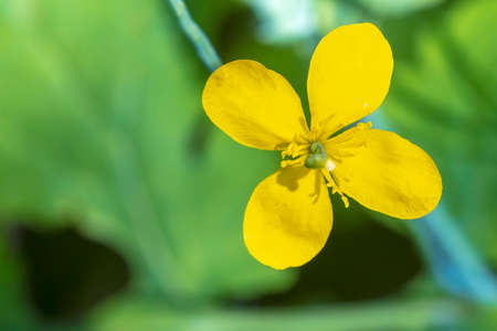 Closeup of a yellow flower Chelidonium majus, the greater celandine, bloomingの写真素材