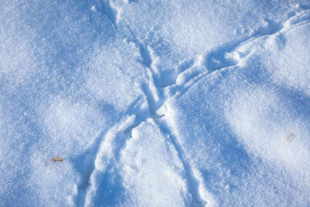 Animal footprints in snow, cold winter hunting concept.