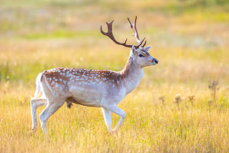 Fallow deer Dama Dama male stag with big antlers during rutting season. The Autumn sunlight and nature colors are clearly visible in the background.の写真素材