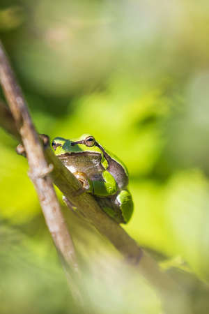 Closeup of a small European tree frog Hyla arborea, Rana arborea, resting in a blackberry bush heating up in the sun.の写真素材