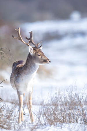 Fallow deer stag Dama Dama foraging in Winter forest snow and ice, selective focus is used.の写真素材