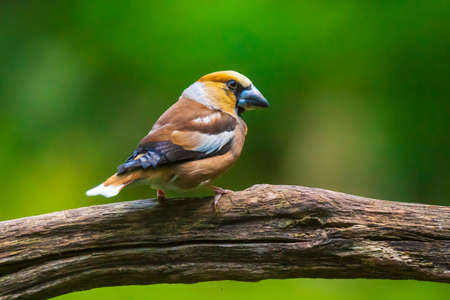 Closeup of a hawfinch male, Coccothraustes coccothraustes, bird perched on wood. Selective focus, natural daylightの写真素材