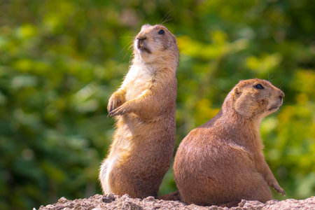 Close up of a black-tailed prairie dog Cynomys ludovicianus eating vegtables and plants. This rodent of the family Sciuridae is found in the Great Plains of North America.の写真素材