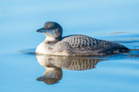 Closeup of a Common loon, Gavia immer, also known as the great northern diver or great northern loon hunting and eating crayfishの写真素材