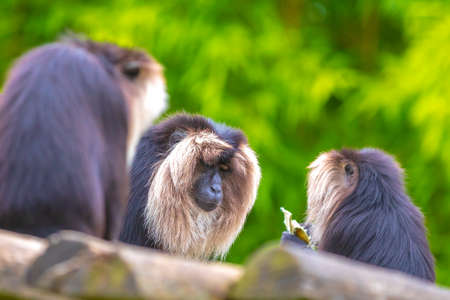 Lion-tailed macaque, Macaca silenus, in a forest