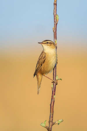 Closeup of a Sedge Warbler bird, Acrocephalus schoenobaenus, singing to attract a female during breeding season in Springtimeの写真素材