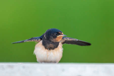 Barn Swallow, Hirundo rustica, chicks being fed.. A large group of these barn swallows foraging and hunts insects and taking their occasional rest on their turns.の写真素材