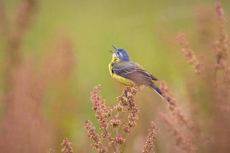 Closeup of a male western yellow wagtail bird Motacilla flava singing in vegetation on a sunny day...