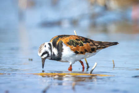Ruddy turnstone wading bird, Arenaria interpres, foraging in between the rocks at the shore. These birds live in flocks at shore and are migratory.の写真素材