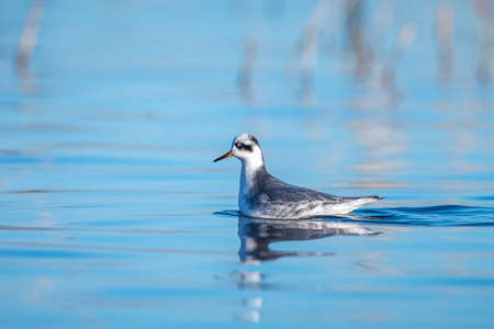 Closeup of a Red phalarope, phalaropus fulicaria, in winter plumage foragingの写真素材