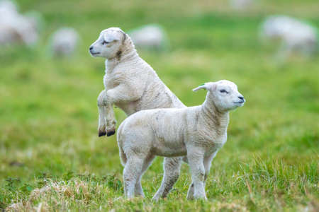 Newborn brown white lamb , Capra aegagrus hircus, in Springtime playing in a meadow.の写真素材