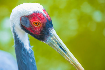 Closeup of a white-naped crane, Antigone vipio, Grus vipio, bird foragingの写真素材