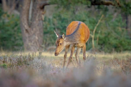 Female Red Deer doe or hind Cervus elaphus in a meadow with purple heather in front of a forest on a sunny day.の写真素材