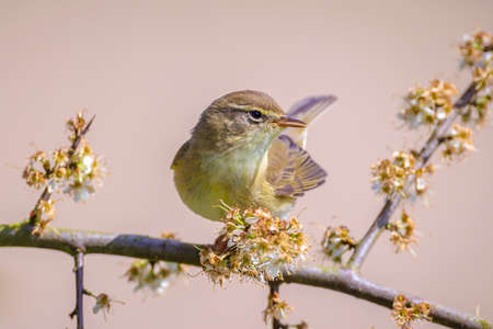 Close-up of a common chiffchaff bird Phylloscopus collybita, singing on a beautiful summer evening...