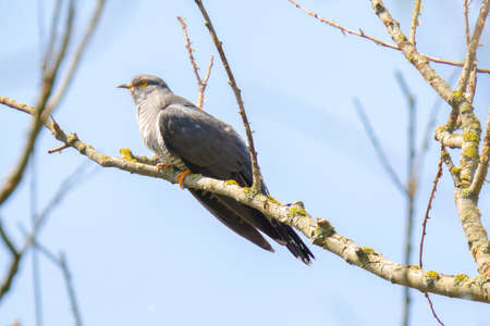 Common cuckoo, Cuculus canorus, resting and singing in a tree. It is a brood parasite, which means it lays eggs in the nests of other bird species, dunnocks, meadow pipits, and reed warblersの写真素材