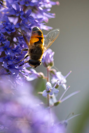 Closeup of a western honey bee or European honey bee Apis mellifera feeding nectar of purple flowers