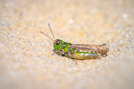 Closeup of a mottled grasshopper, Myrmeleotettix maculatus, resting on sand