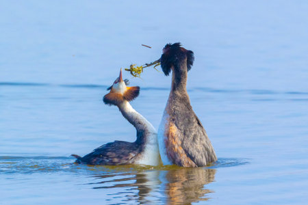 Two great crested grebes, Podiceps cristatus, mating in springtime seasonの写真素材