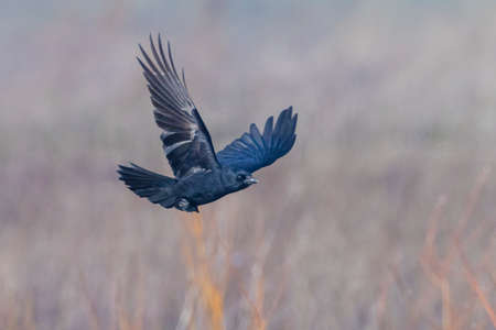 Closeup of a carrion crow Corvus corone black bird in flight above a meadowの写真素材