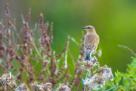Northern wheatear, Oenanthe oenanthe, close up in the morning sunの写真素材