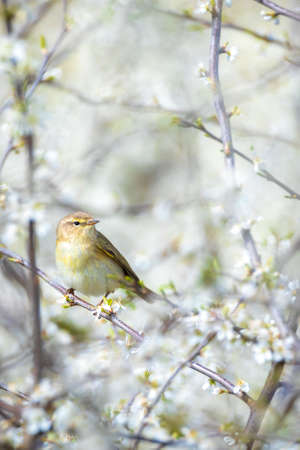 Close-up of a common chiffchaff bird Phylloscopus collybita, singing on a beautiful summer evening with soft backlight on a green vibrant background.の写真素材