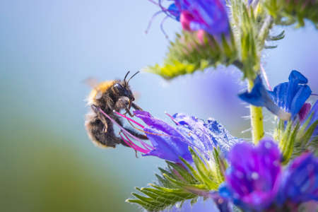 Closeup of a common carder bee, Bombus pascuorum, feeding nectar of a purple butterfly bush (Buddleia davidii)の写真素材