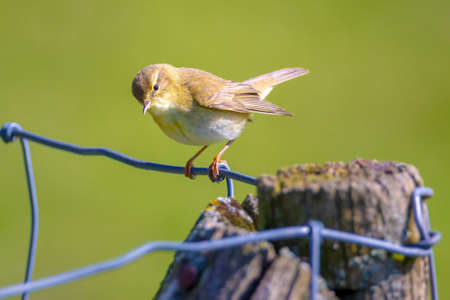 Close-up of a Willow warbler bird, Phylloscopus trochilus, singing on a beautiful summer evening...