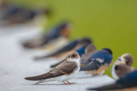 Sand martin, Riparia riparia, also known as bank swallow in perchedの写真素材