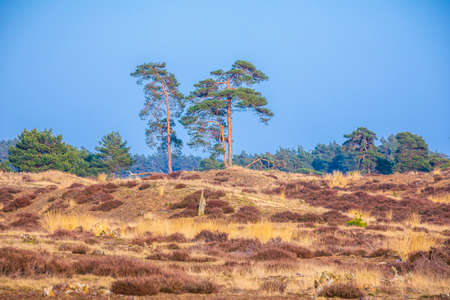 Colorful moorland landscape, Hoge Veluwe Holland national park during Springtimeの写真素材