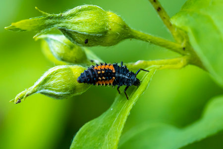 Ladybug insect larva or pupa Coccinellidae closeup. Puppy stage feeding on green vegetation closeup.の写真素材