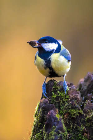Closeup portrait of a Great tit bird, Parus Major, perched on wood in bright sunlightの写真素材