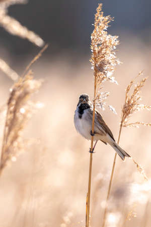 A common reed bunting Emberiza schoeniclus sings a song on a reed plume Phragmites australis. The reed beds waving due to strong winds in Spring season on a cloudy day.の写真素材