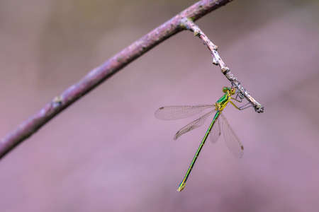 Small emerald spreadwing damselfly, Lestes virens, resting