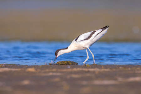 Pied Avocet, Recurvirostra avosetta; parent looking after chick foraging in waterの写真素材