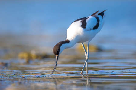Pied Avocet, Recurvirostra avosetta; parent looking after chick foraging in water