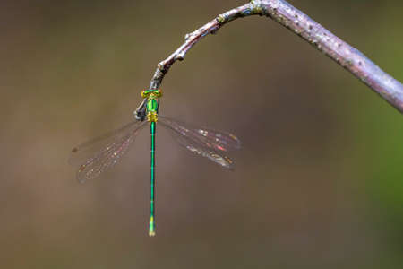 Small emerald spreadwing damselfly, Lestes virens, resting