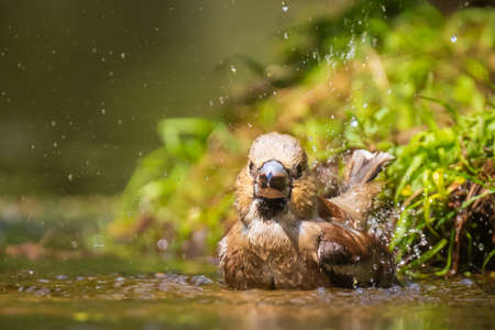 Closeup of a wet hawfinch; Coccothraustes coccothraustes washing, preening and cleaning in water. Selective focus and low poit of viewの写真素材